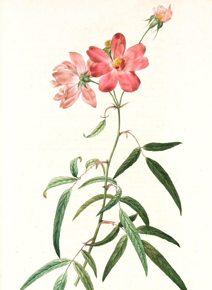 Long Grass — botanical study of a pink hibiscus